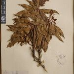 Pieris formosa Mosusu
