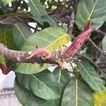 Ficus lutea Blatt