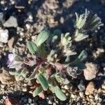 Phacelia cephalotes Συνήθη χαρακτηριστικά