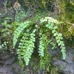 Asplenium trichomanes-ramosum অভ্যাস