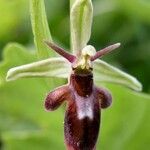 Ophrys × nelsonii