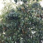 Pyrus communis Vivejo