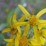 Senecio lugens Blomma