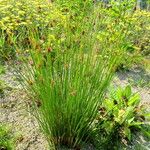 Scirpus atrovirens Habit