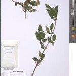 Tricalysia niamniamensis Other