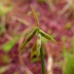 Carex pauciflora Liść