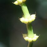 Gnetum gnemon फूल