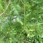 Metasequoia glyptostroboidesপাতা