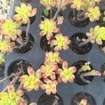 Sedum pachyphyllum Flors