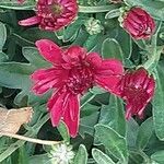 Dendranthema grandiflorum Flor