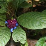 Psychotria guapilensis फूल