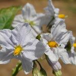 Solanum bonariense Flower