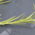 Anisantherina hispidula Hoja