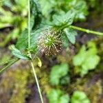 Geum macrophyllum Fruit