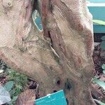 Ficus polita Corteza