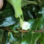Diospyros whyteana Flower