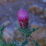 Cirsium arizonicum Flower