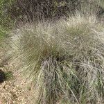 Muhlenbergia rigens Costuma