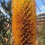 Aloe spicata Kukka