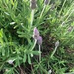 Lavandula stoechasपत्ता