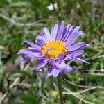 Aster alpinus 花
