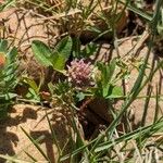 Trifolium glomeratum Fiore