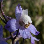 Delphinium recurvatum Λουλούδι