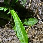 Gamochaeta americana Leaf