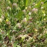 Trifolium lappaceum Habit