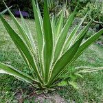 Agave angustifolia Habit