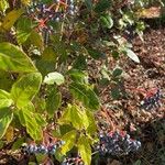 Viburnum rugosum Leaf