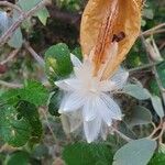 Cynanchum insipidum Frucht