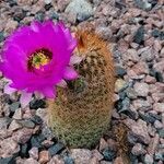 Echinocereus reichenbachii പുഷ്പം