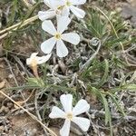 Phlox longifolia Flors