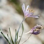 Colchicum pusillum Anders