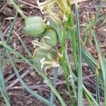 Dipcadi serotinum Fruit