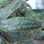 Rhododendron yakushimanum Leaf