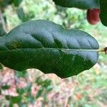 Quercus agrifolia Blatt