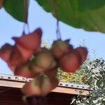 Euonymus latifolius Fruit