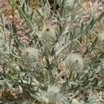 Cirsium echinatum 形態