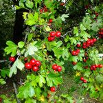 Crataegus rhipidophylla ഫലം