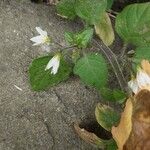 Solanum nigrumFleur