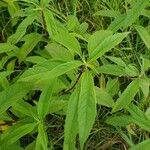 Helianthus grosseserratus Blatt