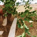 Dalbergia melanoxylon Leaf