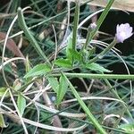 Epilobium palustre 葉