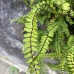 Asplenium trichomanesFolha