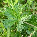 Potentilla argentea Лист