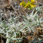 Eryngium aristulatum ᱛᱟᱦᱮᱸ