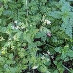 Anthriscus sylvestris Habit