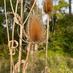 Dipsacus laciniatus花